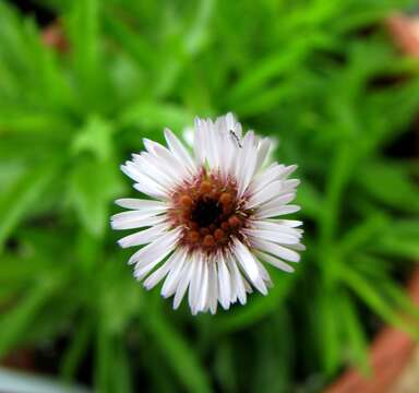 Imagem de Tetramolopium filiforme var. polyphyllum (Sherff) Lowrey