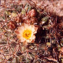 Image of Pediocactus simpsonii minor