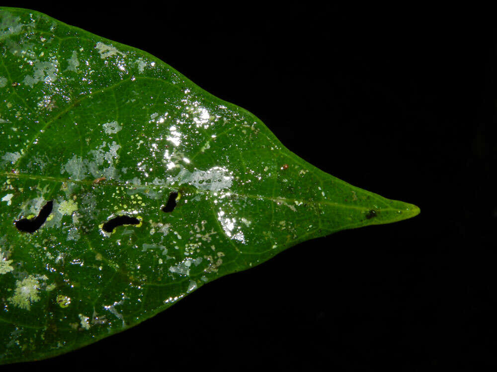 صورة Mortoniodendron cauliflorum Al. Rodr.