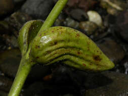 Image of Wild Cashew