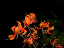 Plancia ëd Erythrina poeppigiana (Walp.) O. F. Cook