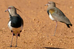 Image of Lapwing