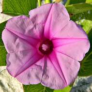 Image of morning-glory