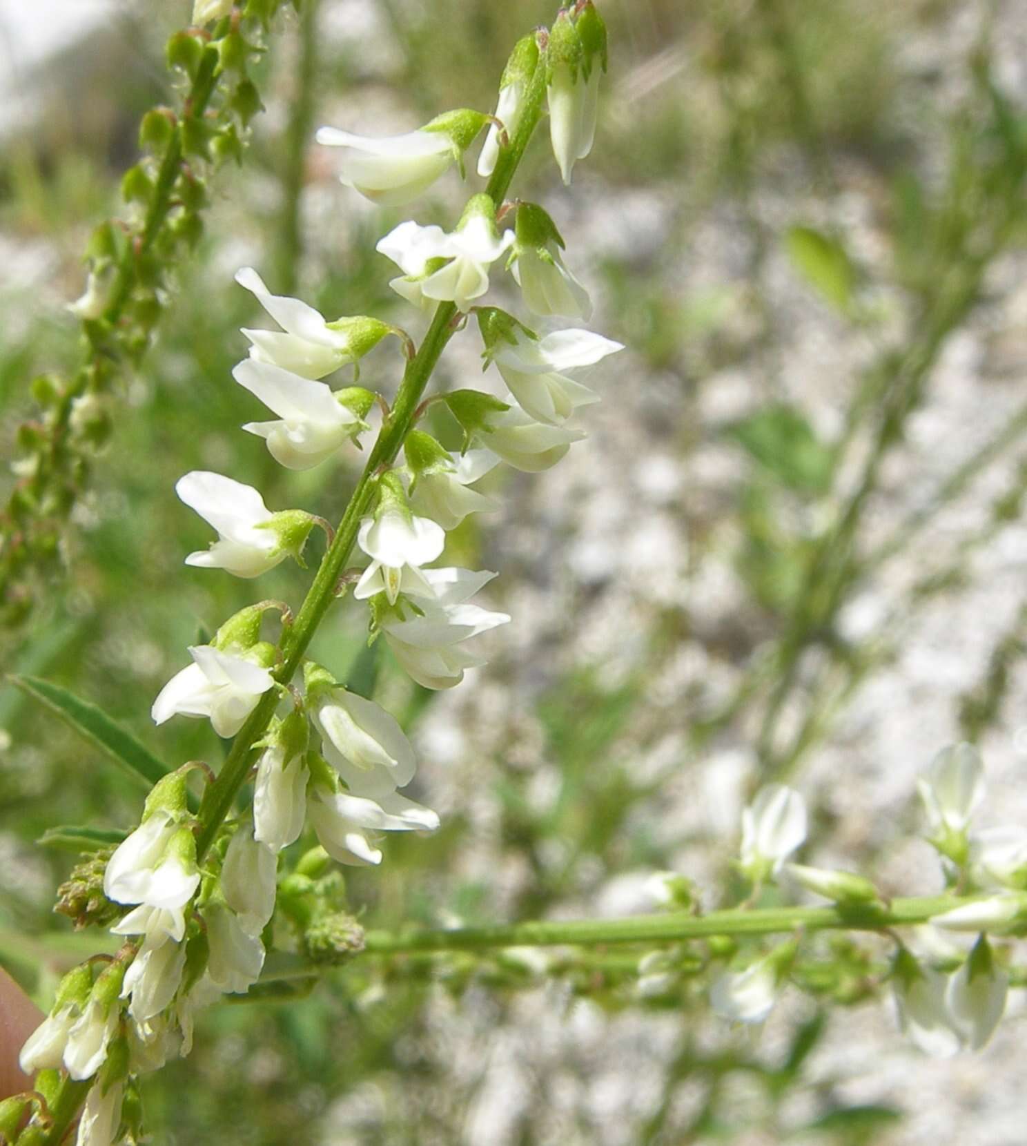 Image of Sweet Clover