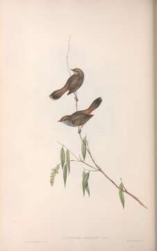 Image of Acanthiza Vigors & Horsfield 1827