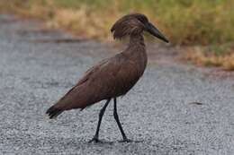 Image of hamerkop