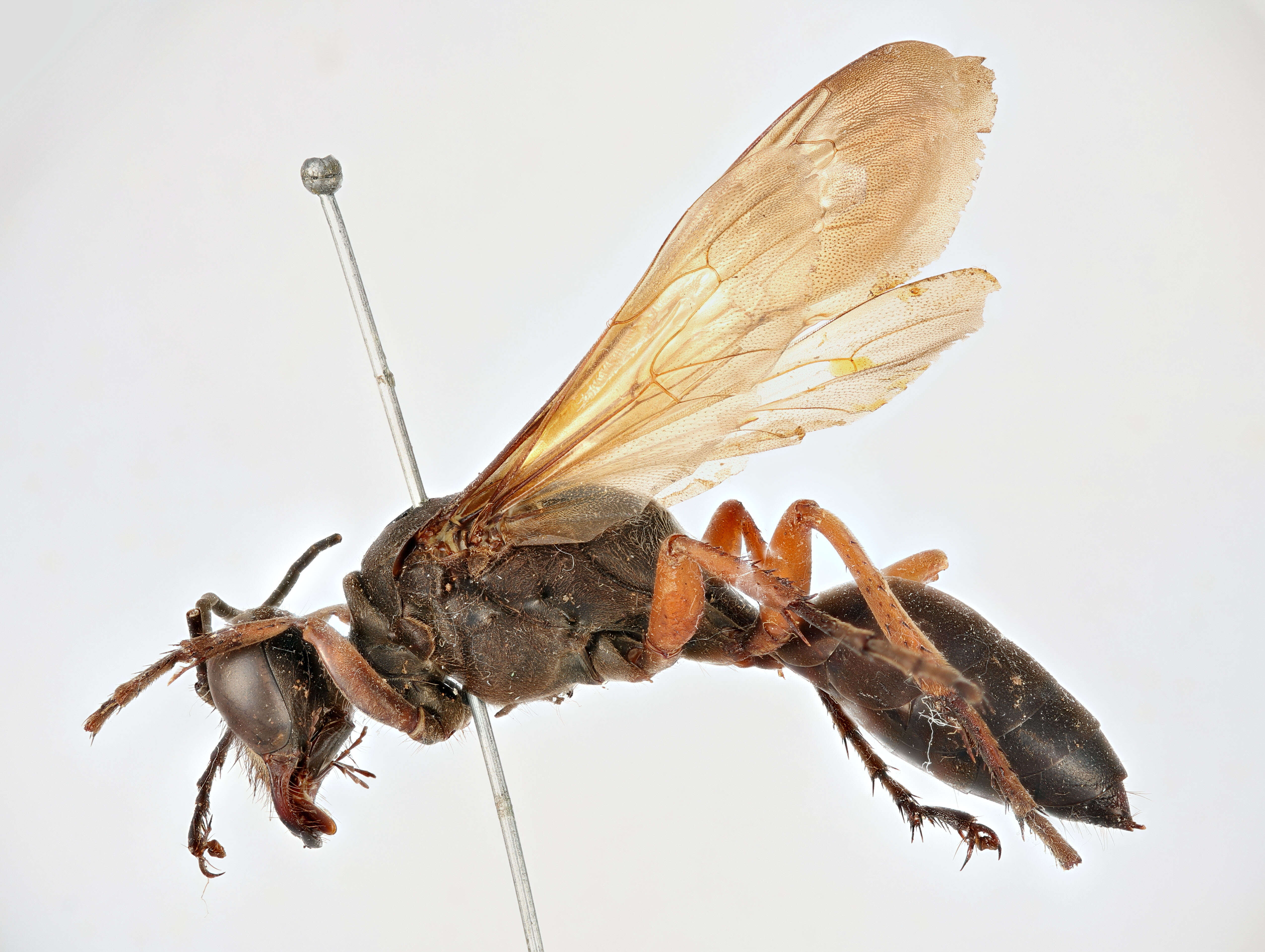 Image of Sphex subtruncatus Dahlbom 1843