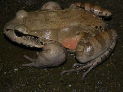 Image of Savage's Thin-toed Frog