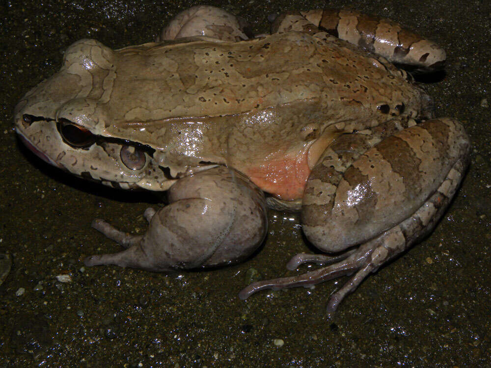 Image of Savage's Thin-toed Frog