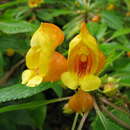 Impatiens mirabilis Hook. fil. resmi