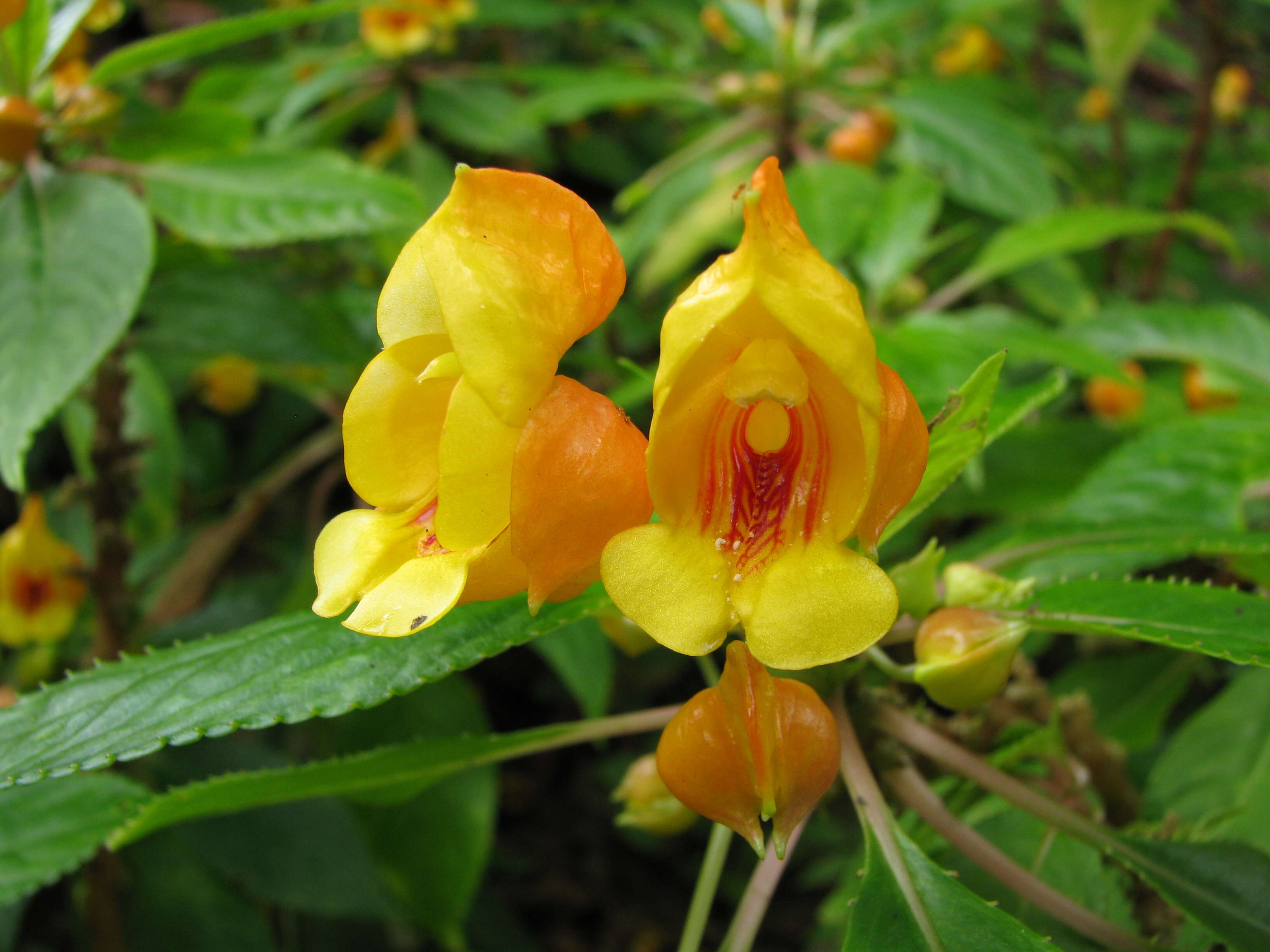 Image of Impatiens mirabilis Hook. fil.