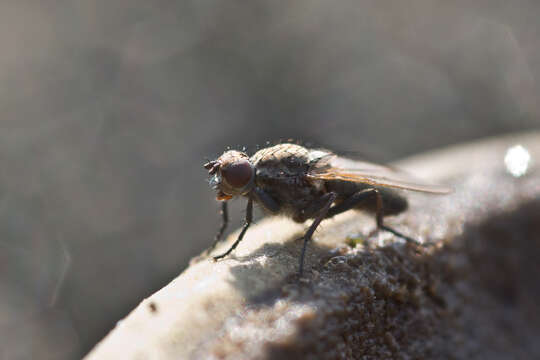 Image of Seaweed Flies