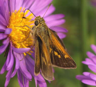 Image of Tawny-edged Skipper