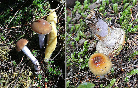 Image of Cortinarius collinitus (Sowerby) Gray 1821