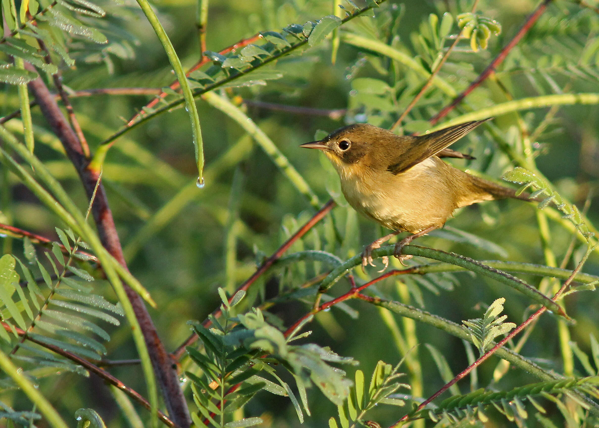 Image of Common Yellowthroat