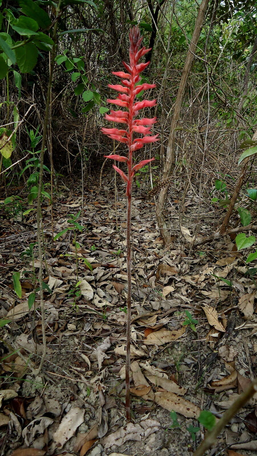 Imagem de Sacoila lanceolata