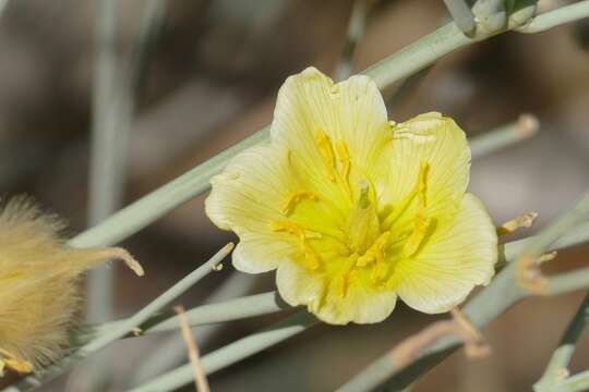 Image of Desert Broom