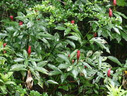 Image of Costus spiralis (Jacq.) Roscoe