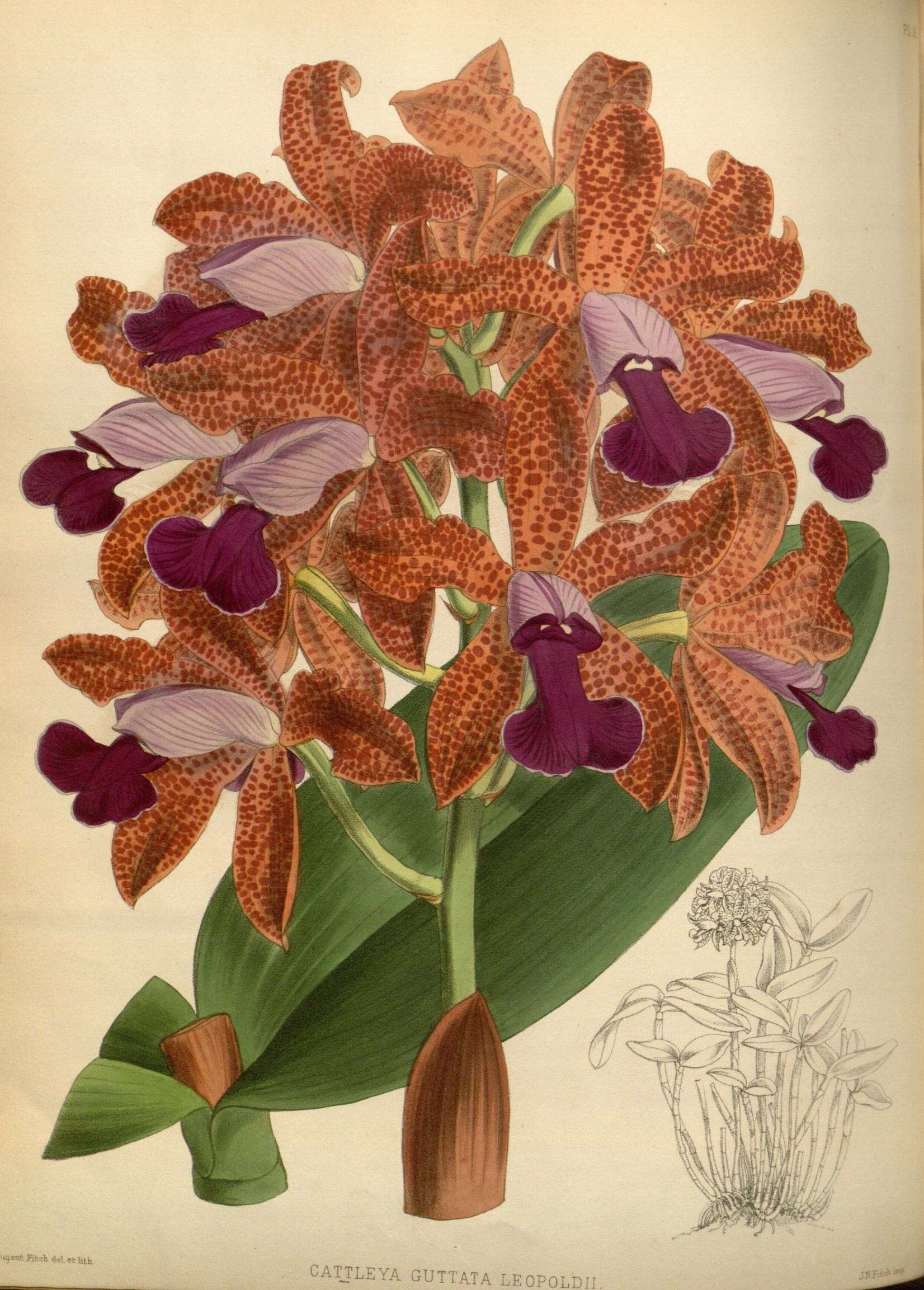 Image of Cattleya tigrina A. Rich.