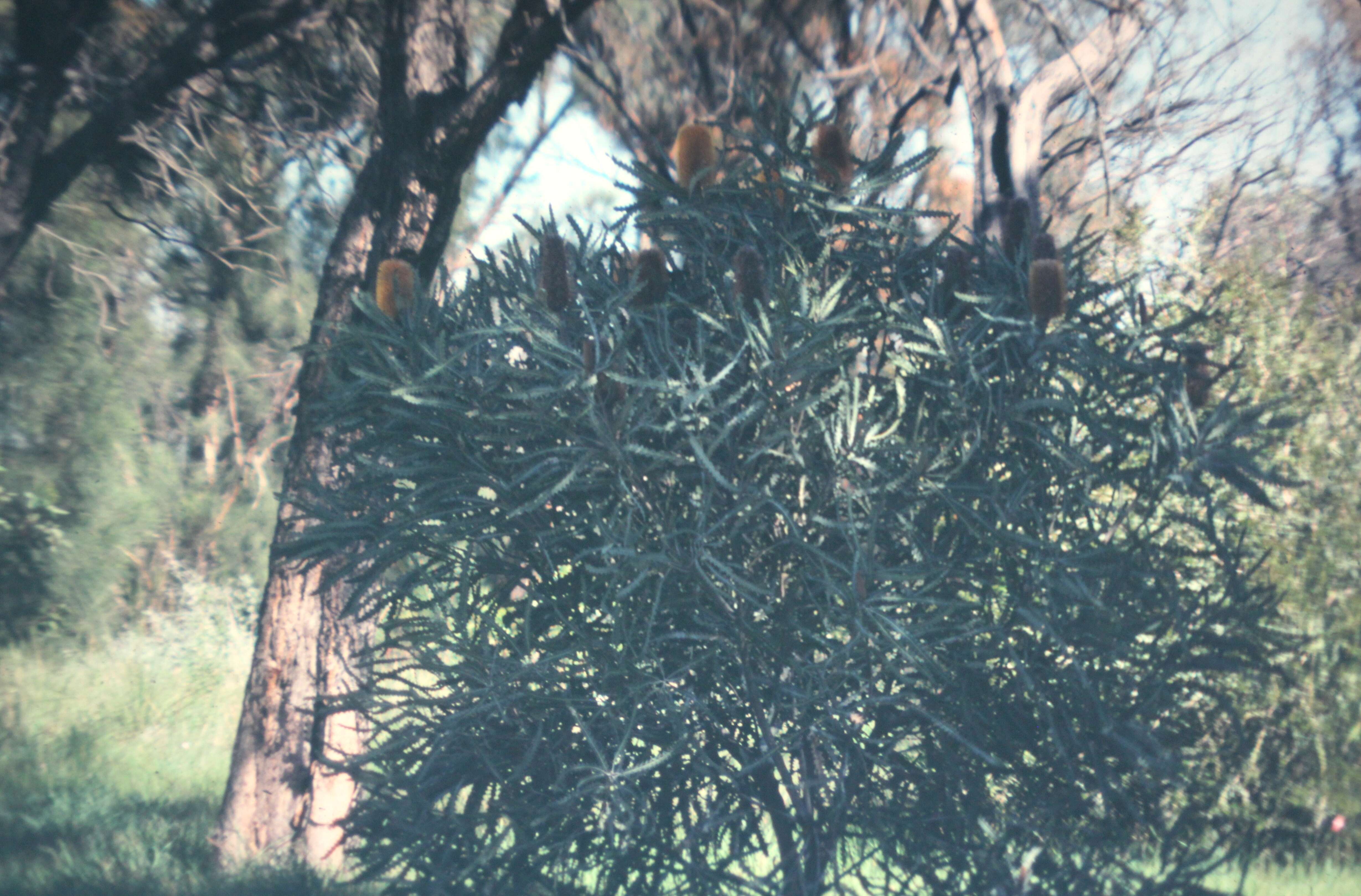 Image of banksia