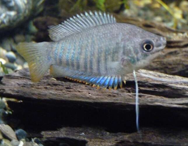 Image of Banded gourami