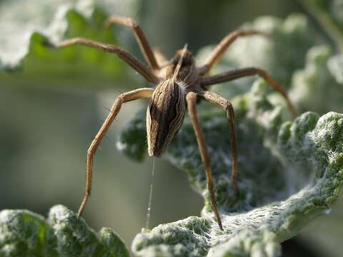 Image of nursery web spiders