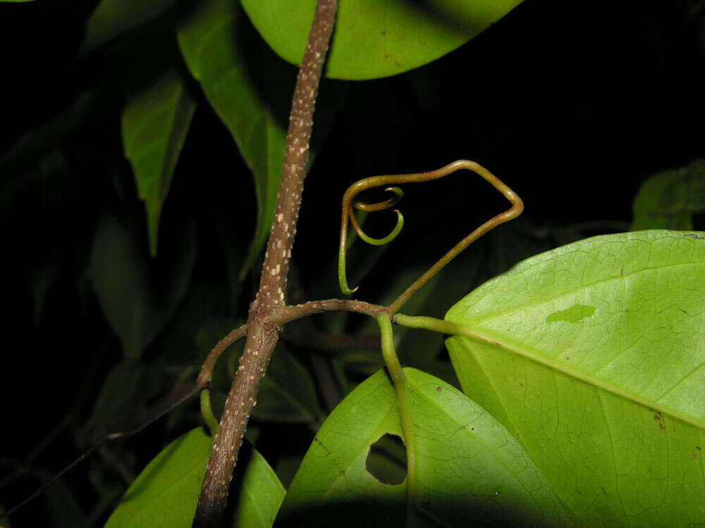 Image of Dolichandra steyermarkii (Sandwith) L. G. Lohmann