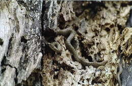 Image of Smooth Snakes