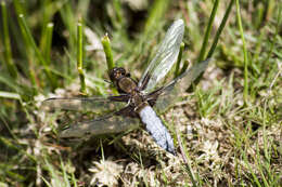 Image of <i>Libellula <i>depressa</i></i> depressa