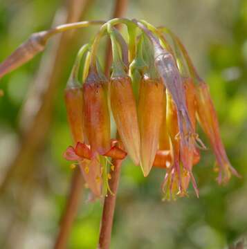 Image of pig's ear