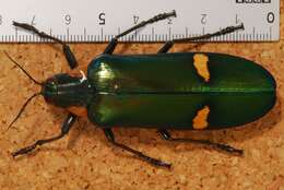 Image of Megaloxantha bicolor nigricornis (Deyrolle 1864)