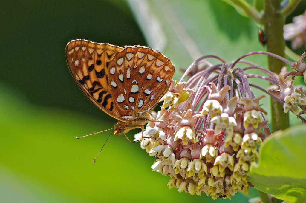 Image of Aphrodite Fritillary