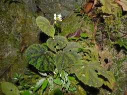 Image of Begonia conipila Irmsch. ex Kiew