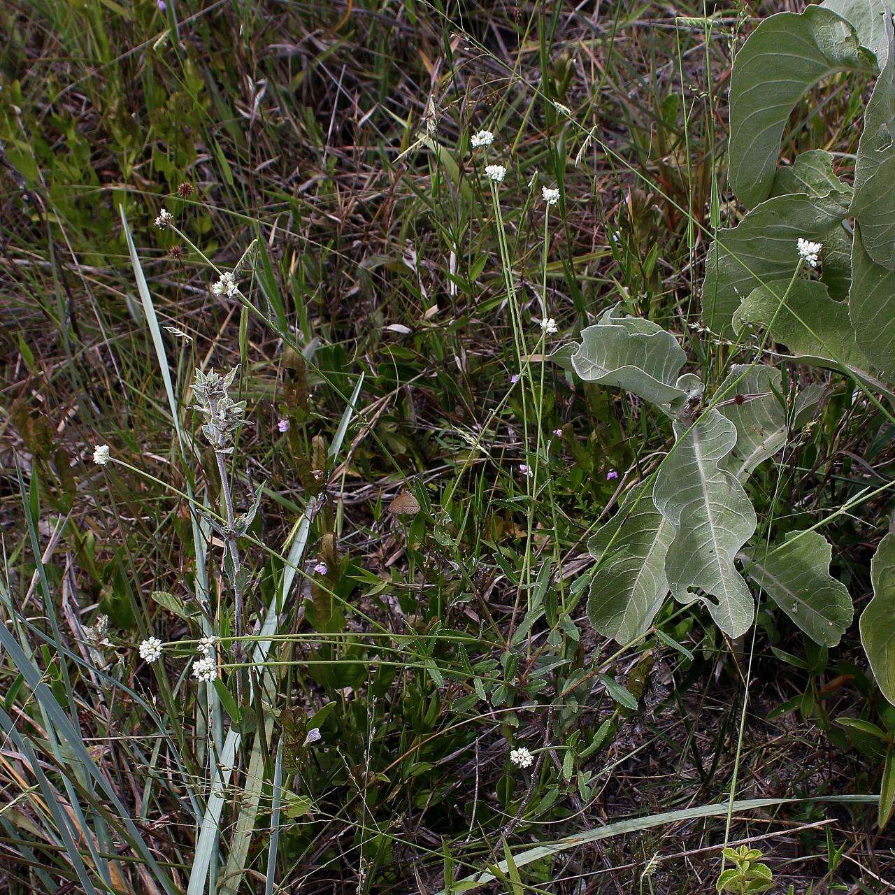 صورة Riencourtia oblongifolia Gardn.