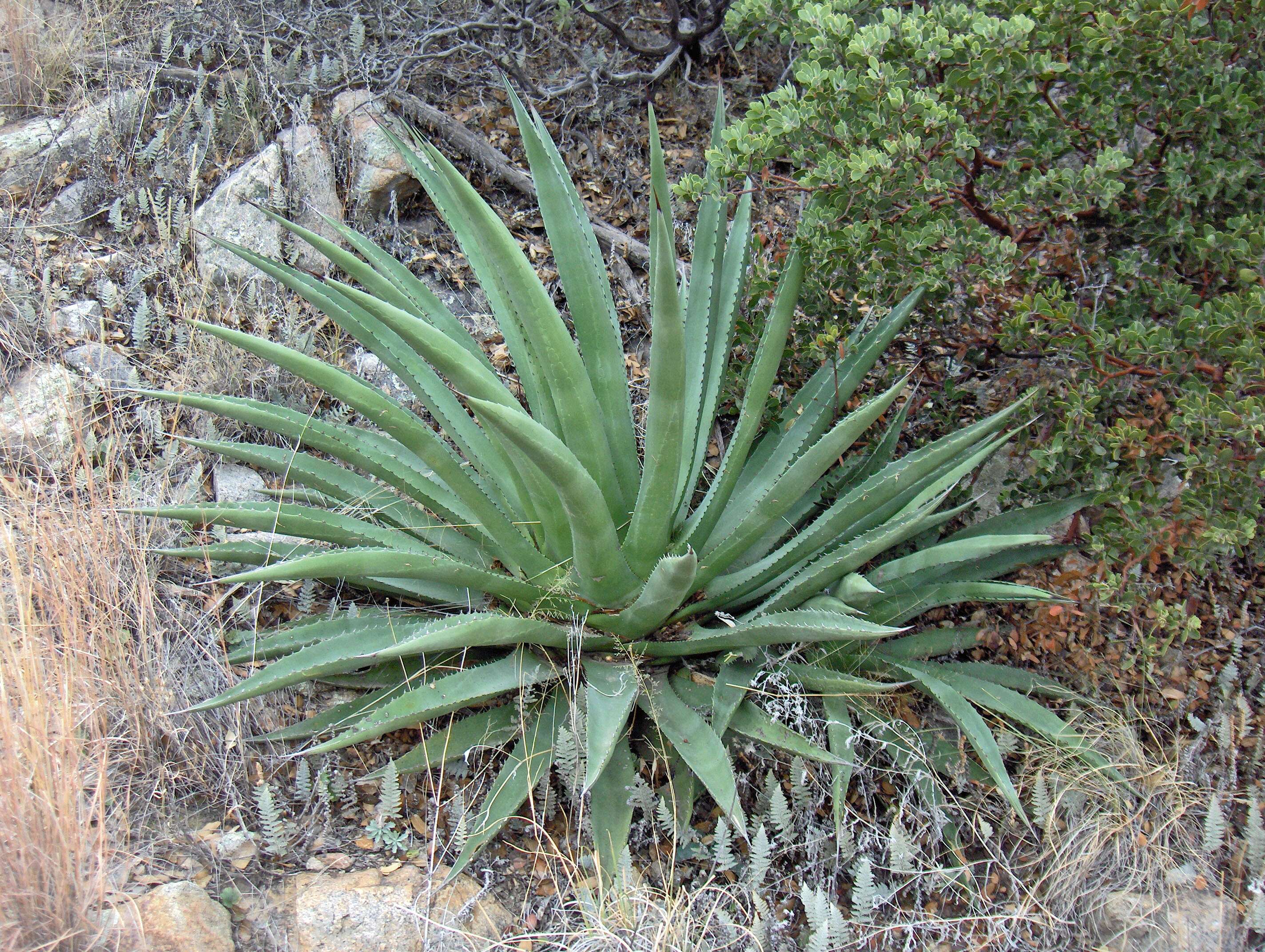 Image of Palmer's century plant