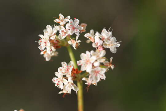 Image of California Buckwheat