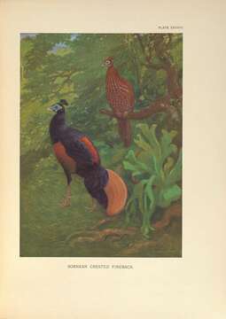 Image of Crested Fireback