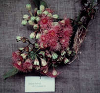 صورة Corymbia ptychocarpa (F. Müll.) K. D. Hill & L. A. S. Johnson