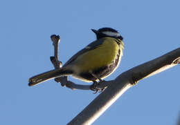 Image of Parus Linnaeus 1758