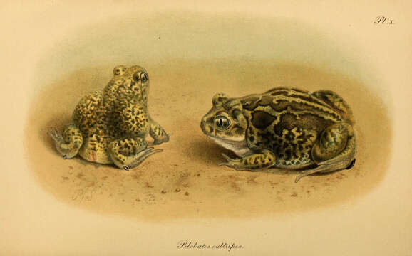 Image of Iberian Spadefoot Toad