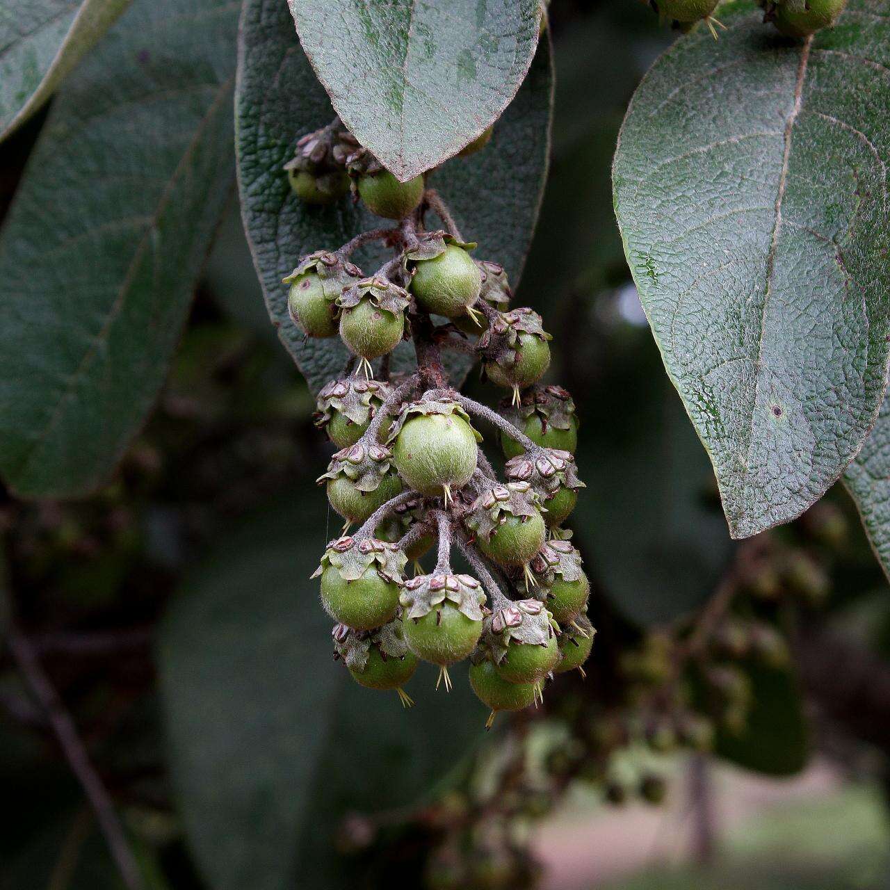 Image of Byrsonima pachyphylla A. Juss.