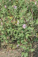Image of oakleaf garden geranium