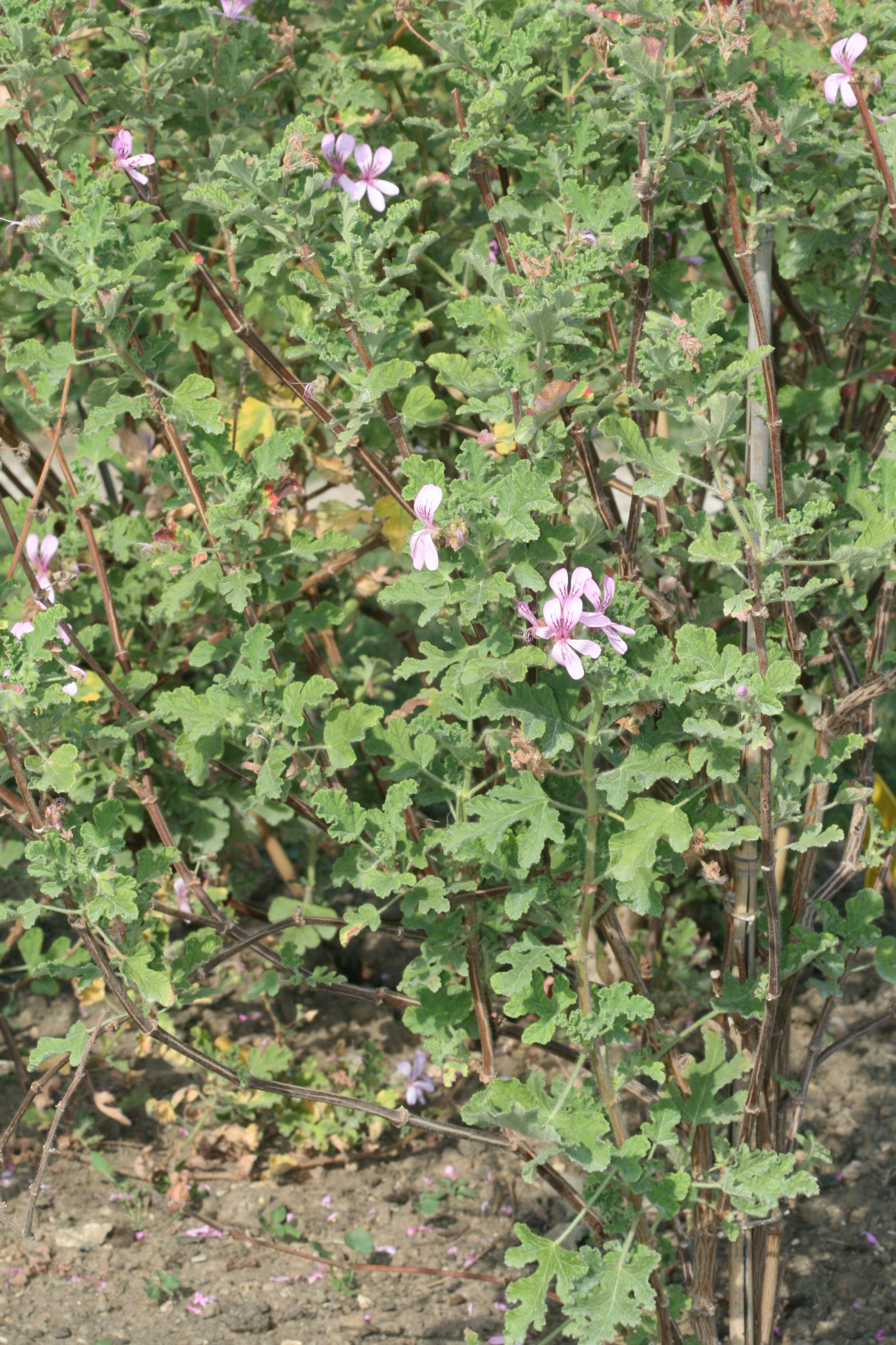 Image of oakleaf garden geranium