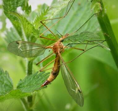 Image of Tipula (Lunatipula) lunata Linnaeus 1758