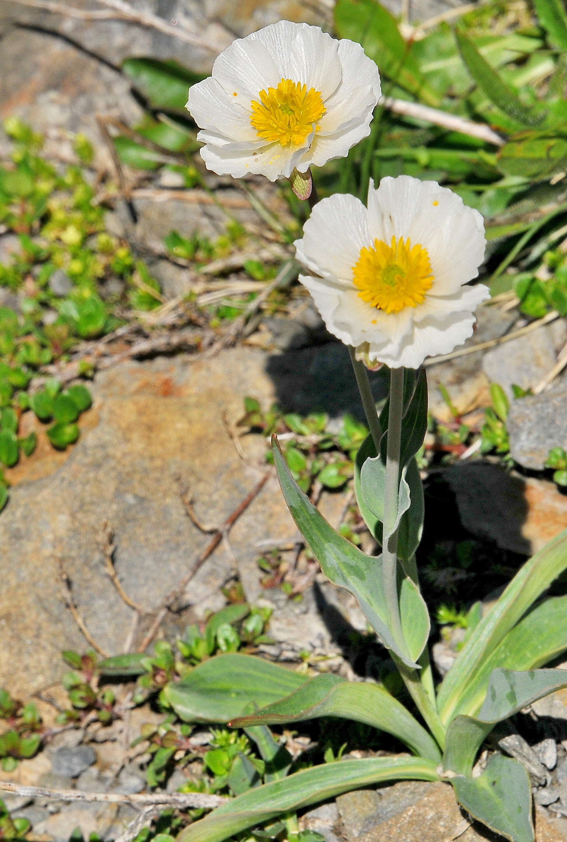 Image of Ranunculus amplexicaulis L.