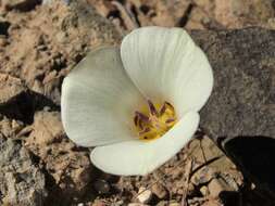 Image de Calochortus bruneaunis A. Nelson & J. F. Macbr.