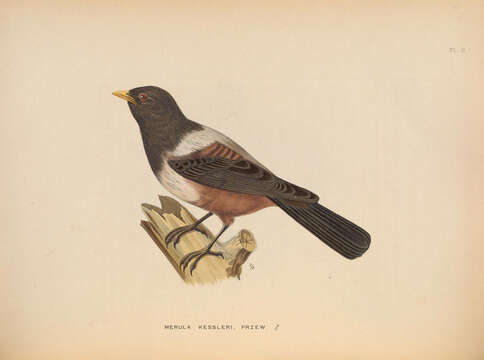 Image of Kessler's Thrush