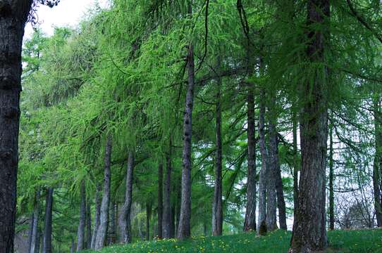 Image of European Larch