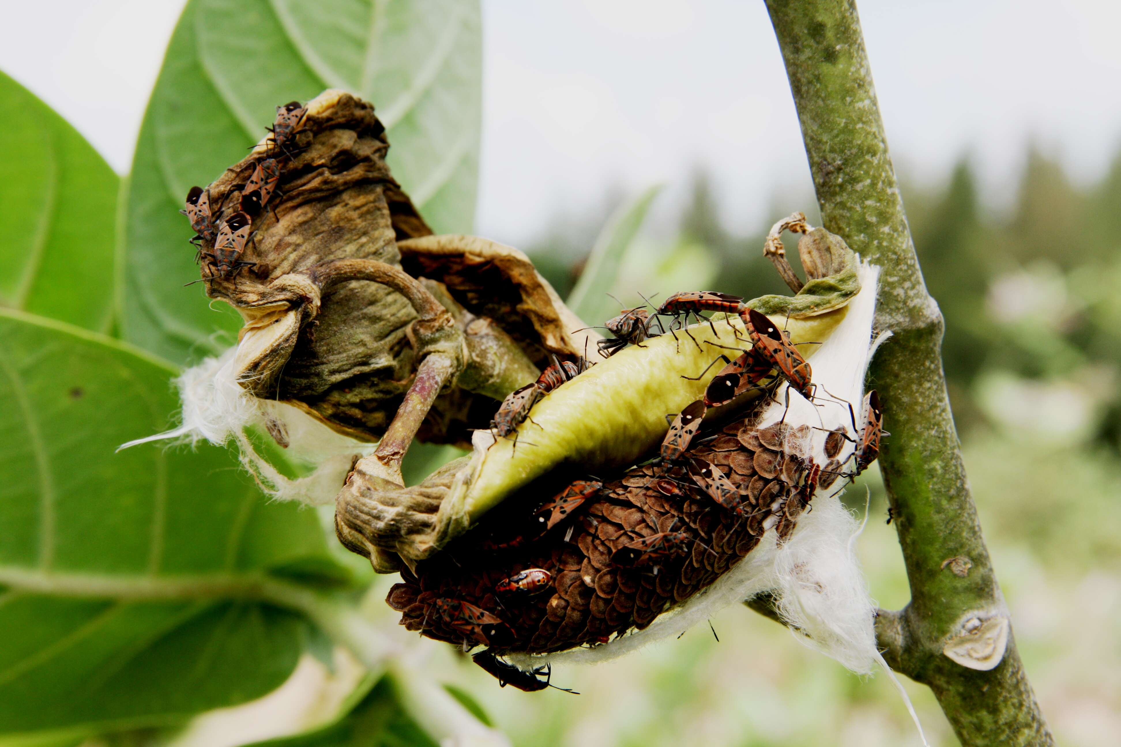 Image of calotropis