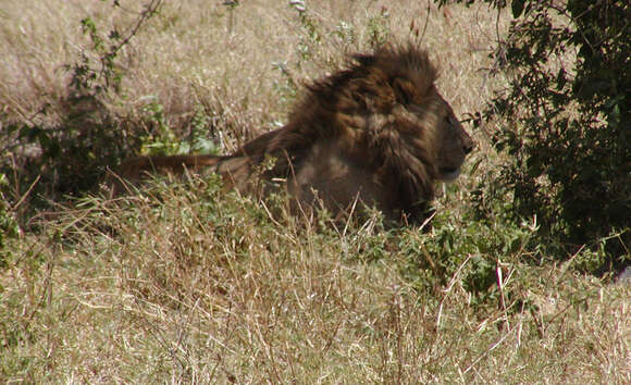 Image of big cats